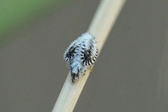 Trypetimorpha occidentalis
