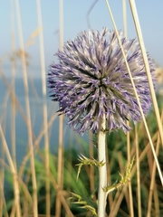 Echinops ritro