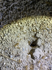 Myrmecocystus mexicanus