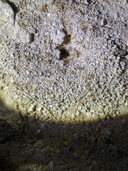 Myrmecocystus mexicanus