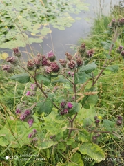 Arctium tomentosum