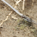 Parvindela celeripes - Photo (c) Dave Rogers,  זכויות יוצרים חלקיות (CC BY-NC), uploaded by Dave Rogers
