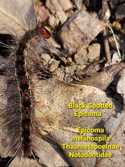 Epicoma melanospila