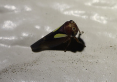 Balcanocerus provancheri