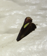 Balcanocerus provancheri