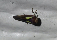 Balcanocerus provancheri