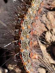 Epicoma melanospila