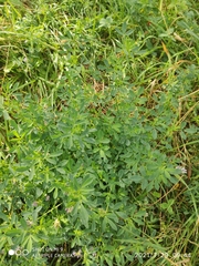 Medicago × varia