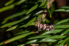 Epinotia tedella