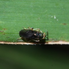 Encyrtinae