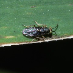 Encyrtinae