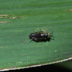 Encyrtinae