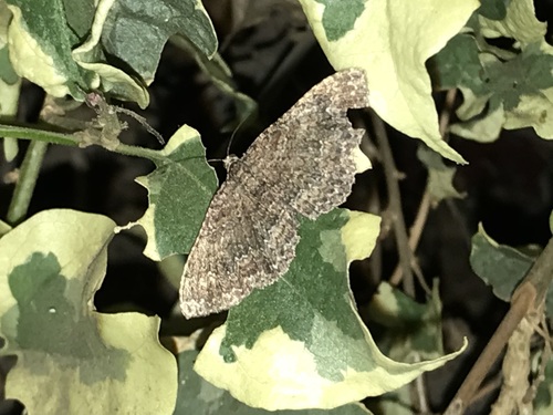 Somber Carpet Moth photo 5