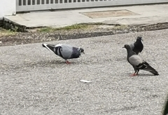 Columba livia domestica