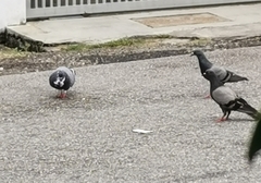 Columba livia domestica