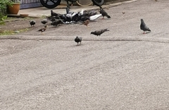 Columba livia domestica