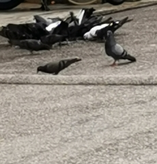 Columba livia domestica