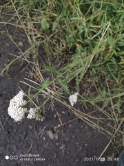 Achillea millefolium