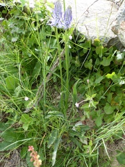 Phyteuma betonicifolium