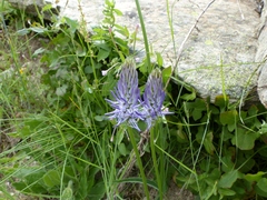 Phyteuma betonicifolium