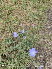 Cichorium intybus