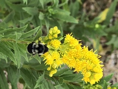 Bombus vancouverensis