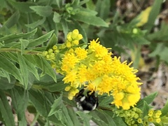 Bombus vancouverensis
