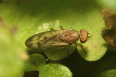 Opomyza germinationis