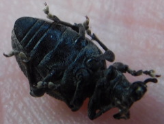 Otiorhynchus tristis