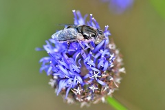 Eristalinus aeneus
