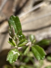 Xanthosia tridentata
