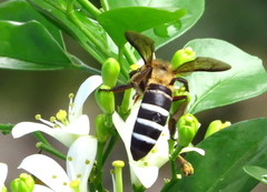 Apis dorsata breviligula