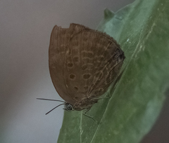 Arhopala major