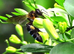 Apis dorsata breviligula