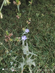 Cichorium intybus
