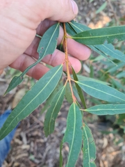 Angophora crassifolia