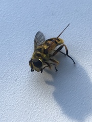 Myathropa florea