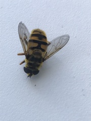 Myathropa florea