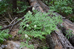 Hydrophyllum fendleri