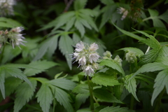 Hydrophyllum fendleri