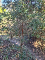 Angophora crassifolia
