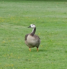 Anser anser × Branta canadensis