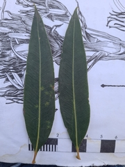 Angophora crassifolia