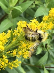 Bombus vandykei