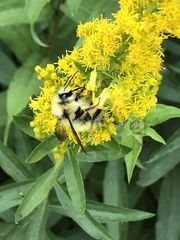 Bombus vandykei