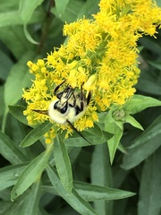 Bombus vandykei