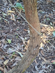 Angophora crassifolia