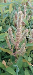 Rumex fueginus