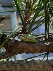Hyla japonica