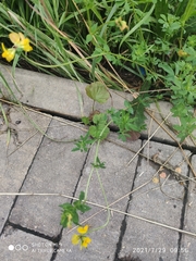 Lotus corniculatus